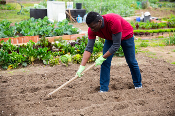 Afro-american man using hoe treats the garden beds. High quality photo