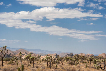 Amazing colors and contrast of Joshua Tree National Park, strange plants and vivid colors