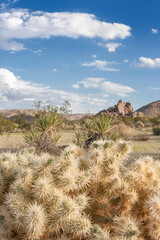 Amazing colors and contrast of Joshua Tree National Park, strange plants and vivid colors