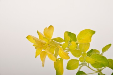 golden oregano on white background