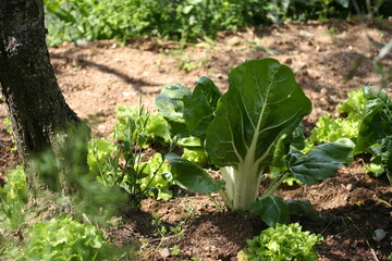 Chard | Bette