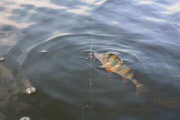 Summer fishing, perch fishing spinning reel on the lake
