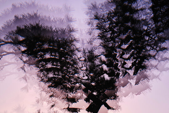 Multiple image silhouetted tree against purple background
