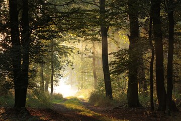 Fototapeta premium Country road through the autumn forest on a foggy morning