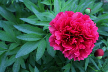 Red peony flower. Blooming peony flower on a bush