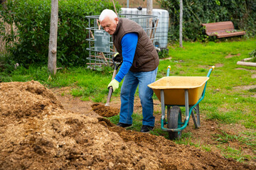 Elderly man working in garden in spring, digging manure to fertilize soil before planting ..