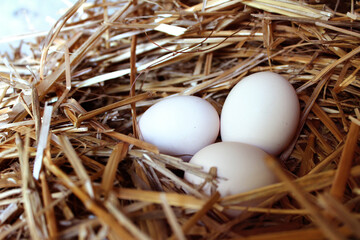 Homemade chicken eggs in the nest. Ecological healthy food.