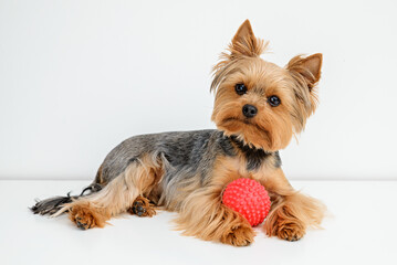 Yorkshire terrier with a ball, Yorkshire terrier with a toy, Happy puppy,Playing Yorkie