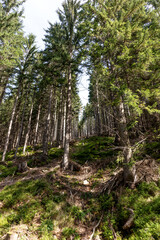 Beautiful coniferous forest landscape. Forest with tall, even trunks of pine trees on the mountain