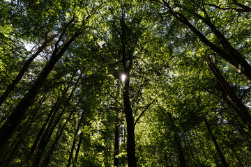 Fototapeta premium Ein Wald in Nordirland
