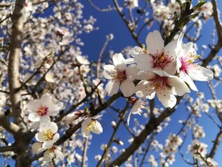 almond blossom - mandorlo in fiore