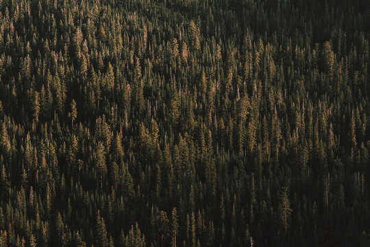 Sunlight over green forest trees, Redding, California, USA
