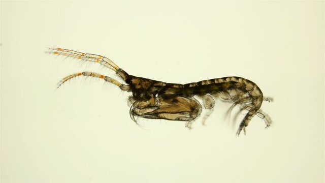 Amphipoda Ericthonius sp. under the microscope, of the family Ischyroceridae, has a long body. Sample found at Black Sea