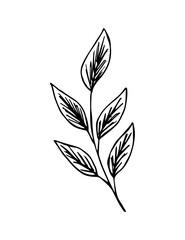 Hand-drawn vector drawing in black outline. Branch with leaves isolated on white background. Element of nature, tree, plant.