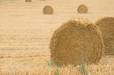 Cereals | Céréales