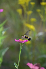 オオスカスバとジニアの花