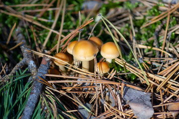 A group of wild mushrooms with beautiful yellow caps. Autumn  time. There are pine needles and green moss all around.