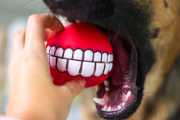 open mouth of a dog with sharp white teeth catches a red ball with a picture of teeth from a human...