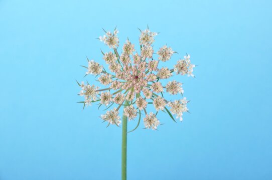 Wild carrot flower on blue background