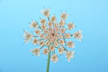 Wild carrot flower on blue background