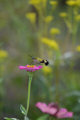 オオスカスバとジニアの花