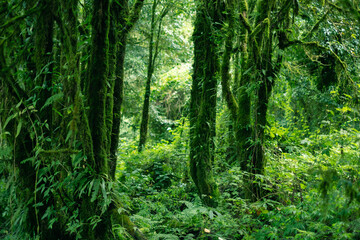 Fototapeta na wymiar Green deep rainforest with moss fern and lichen cover the tree.