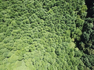 Obraz premium VegetationBirdView.JPG