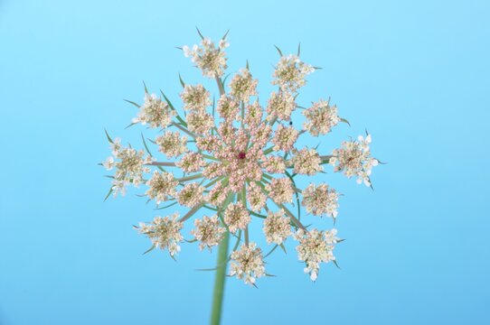 Wild carrot flower on blue background