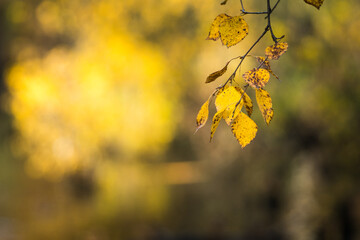 Birch's branches with few golden leaves in end of fall. Selective focus. Shallow depth of field.