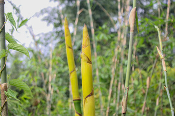 Obraz premium Bamboo shoot in the forest nature,asian countries Popular food