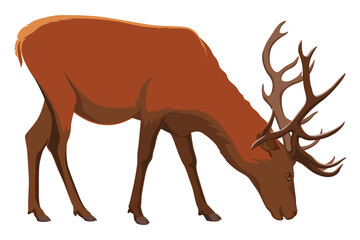 Brown deer. Deer grazing. Vector illustration on white background