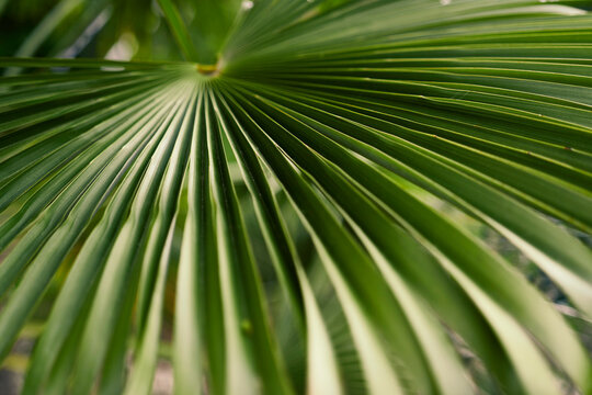 Close up green palm leaf pattern
