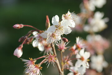 Cherry | Cerise