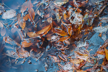 Faded leaves in a puddle on the dirty forest road. Autumn's specific. Selective focus. Shallow depth of field.