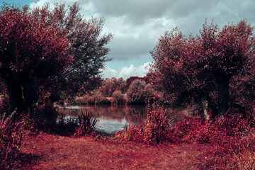 Sunny red trees surrounding pond, Museum Insel Hombroich Park, Neuss, Germany
