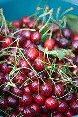 Cherry | Cerise