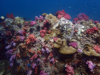 Fototapeta na wymiar Colorful coral reef at Lipe Island, Andaman Sea, Indian Ocean, Thailand