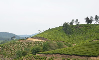 munnar kerala