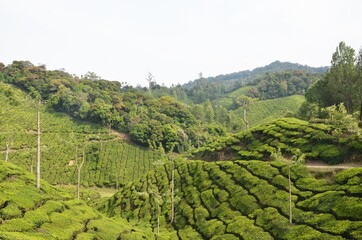 Fototapeta na wymiar green tea plantation in munnar kerala