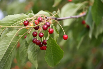 Cherry | Cerise