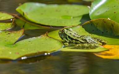 Grenouille verte