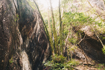 山の登山道の景色