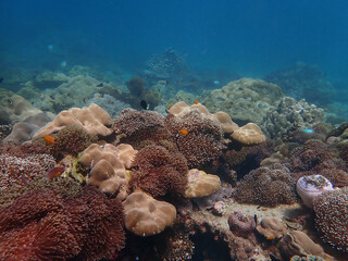 Colorful coral reef with fish at Lipe Island, Andaman Sea, Indian Ocean, Thailand