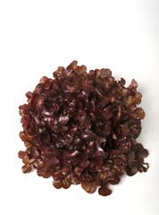 Red oak leaf salad on white background