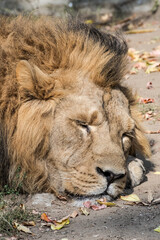 Asiatic Lion (Panthera leo persica)
