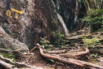 山の登山道の景色
