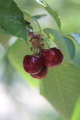 Cherry | Cerise