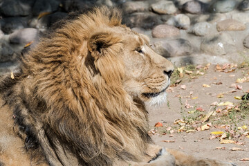 Obraz premium Asiatic Lion (Panthera leo persica)