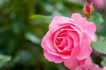 Pink rose flower with buds in roses garden. Top view. Soft focus.