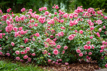 Bush of roses on bright summer day. Rose flower on background blurry pink roses flower in the...
